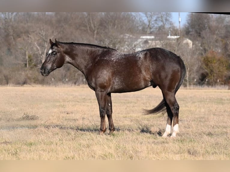 American Quarter Horse Ruin 8 Jaar Roodbruin in Waco TX