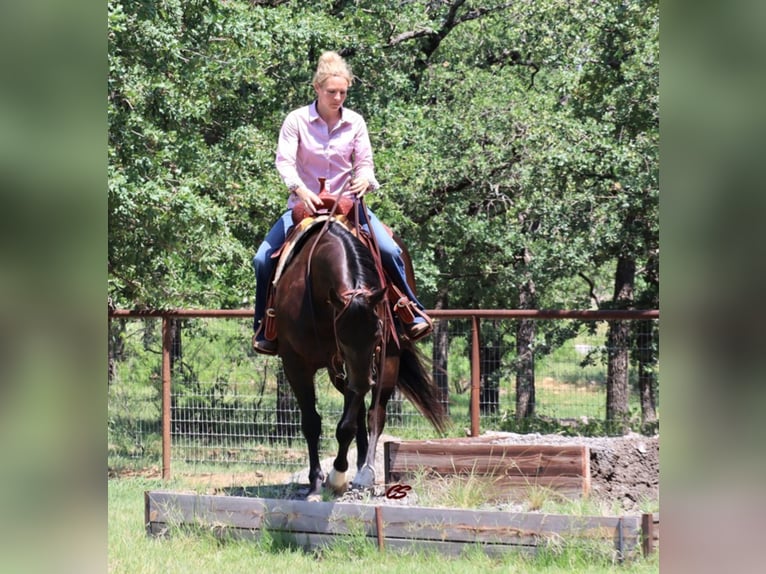 American Quarter Horse Ruin 8 Jaar Roodbruin in jacksboro TX