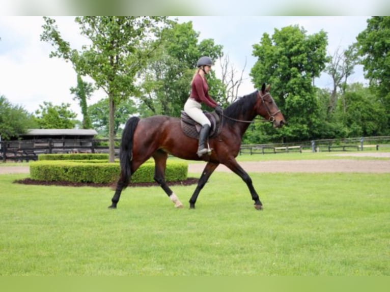 American Quarter Horse Ruin 8 Jaar Roodbruin in Highland MIchigan