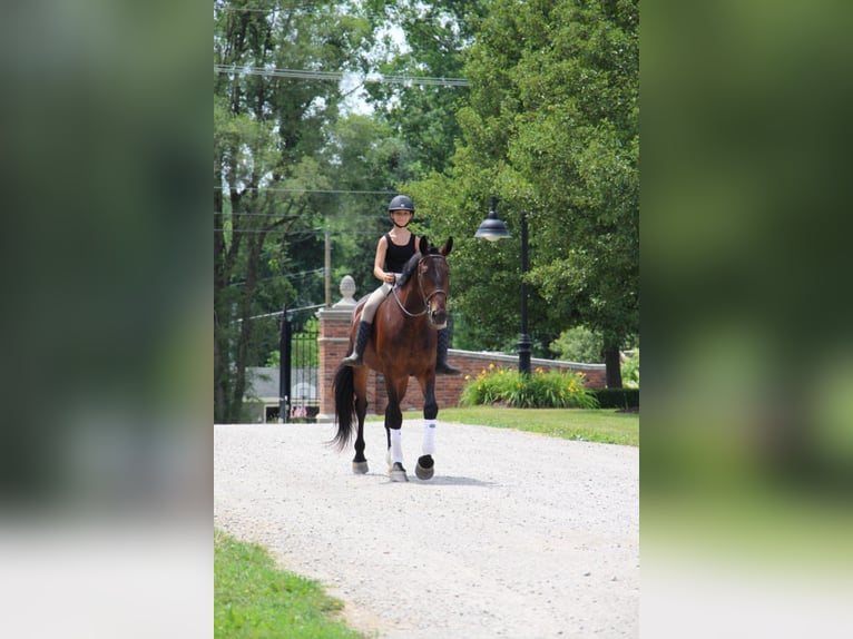 American Quarter Horse Ruin 8 Jaar Roodbruin in Highland MIchigan