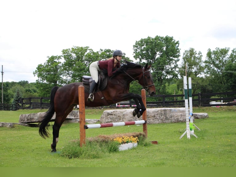 American Quarter Horse Ruin 8 Jaar Roodbruin in Highland MIchigan