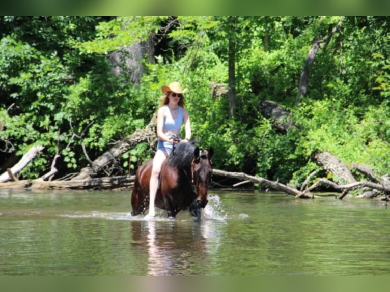 American Quarter Horse Ruin 8 Jaar Roodbruin in Highland MIchigan