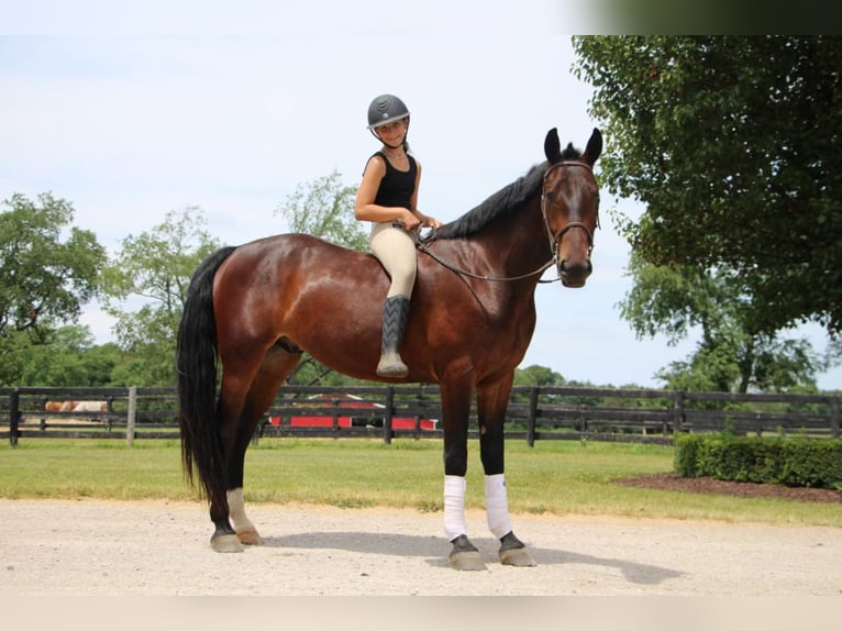 American Quarter Horse Ruin 8 Jaar Roodbruin in Highland MIchigan