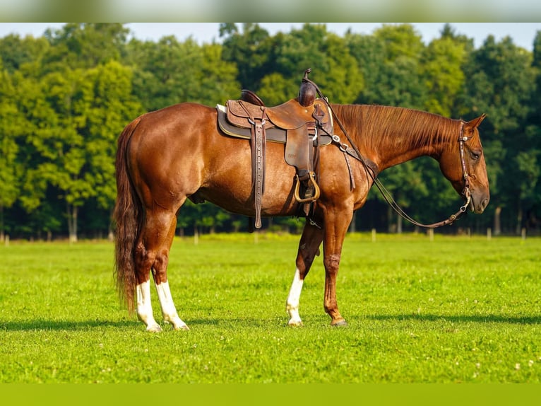 American Quarter Horse Ruin 8 Jaar Roodvos in Clarion