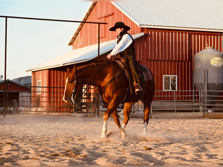 American Quarter Horse Ruin 8 Jaar Roodvos in Fairbanks IA