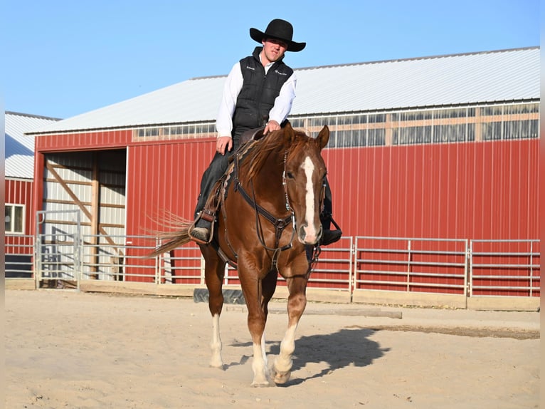 American Quarter Horse Ruin 8 Jaar Roodvos in Fairbanks IA