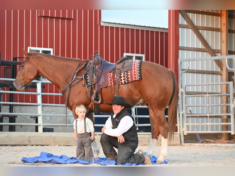 American Quarter Horse Ruin 8 Jaar Roodvos in Fairbanks IA