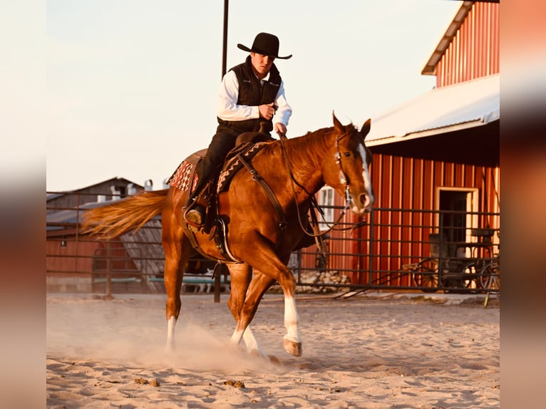 American Quarter Horse Ruin 8 Jaar Roodvos in Fairbanks IA