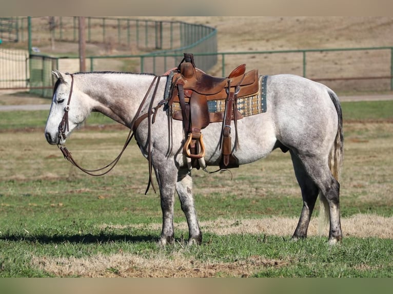 American Quarter Horse Ruin 8 Jaar Schimmel in Joshua, TX