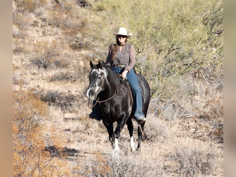 American Quarter Horse Ruin 8 Jaar Schimmel in Nevis, MN