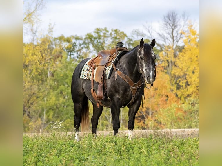 American Quarter Horse Ruin 8 Jaar Schimmel in Nevis, MN