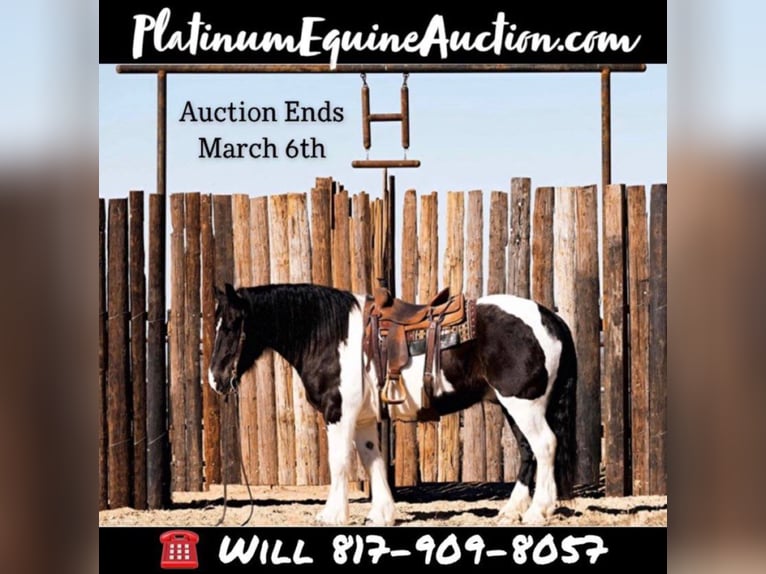 American Quarter Horse Ruin 8 Jaar Tobiano-alle-kleuren in Joshua, TX