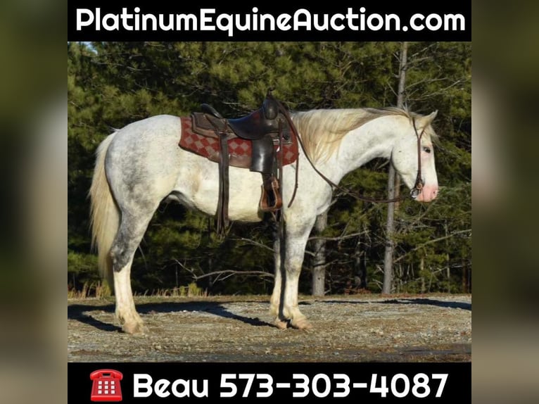 American Quarter Horse Ruin 8 Jaar Tobiano-alle-kleuren in Sweet Springs MO