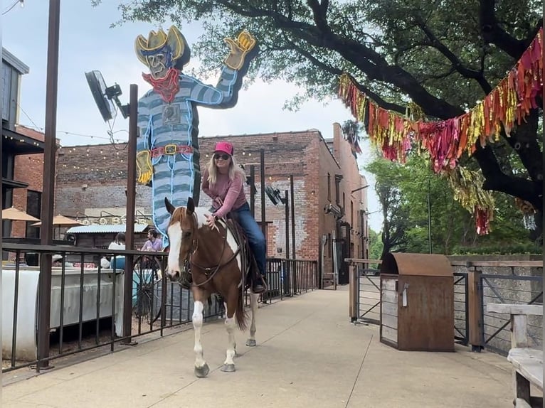 American Quarter Horse Ruin 8 Jaar Tobiano-alle-kleuren in Weatherford TX