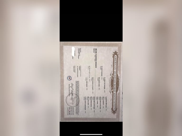 American Quarter Horse Ruin 8 Jaar Vos in GuxhagenGuxhagen American Quarter Horse Ruin 8 Jaar Vos in GuxhagenGuxhagen