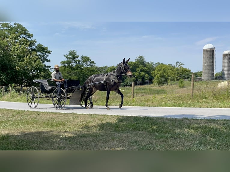 American Quarter Horse Ruin 8 Jaar Zwart in Moscow OH