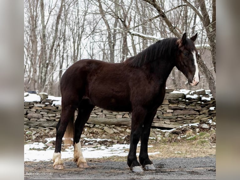 American Quarter Horse Ruin 8 Jaar Zwart in Everett PA