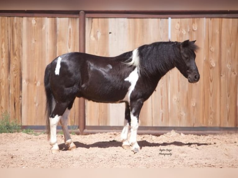 American Quarter Horse Ruin 9 Jaar 102 cm Tobiano-alle-kleuren in Amarillo TX