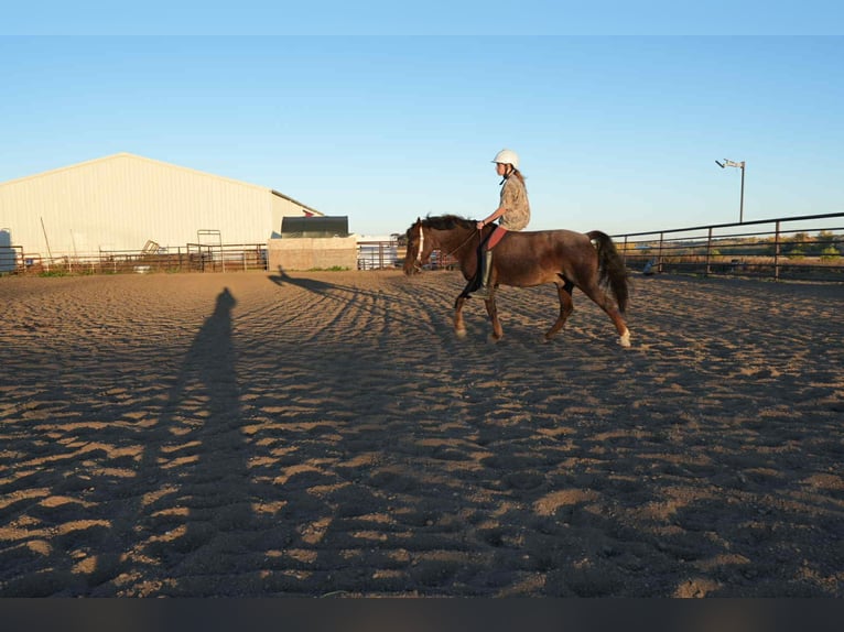 American Quarter Horse Ruin 9 Jaar 132 cm Roan-Red in Arvada CO