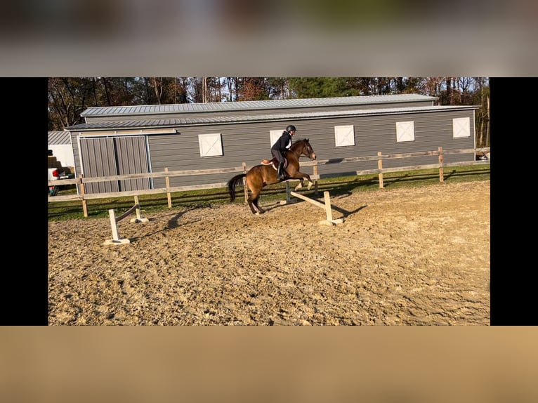 American Quarter Horse Mix Ruin 9 Jaar 137 cm Buckskin in Sandston, VA