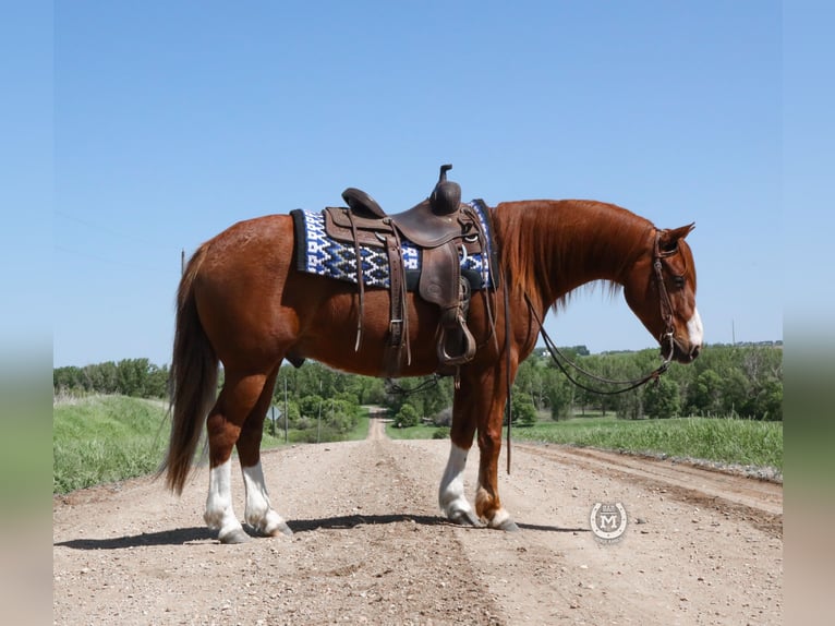 American Quarter Horse Ruin 9 Jaar 137 cm Donkere-vos in Windom MN