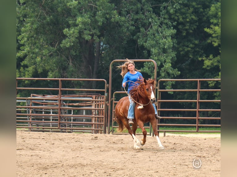 American Quarter Horse Ruin 9 Jaar 137 cm Donkere-vos in Windom MN