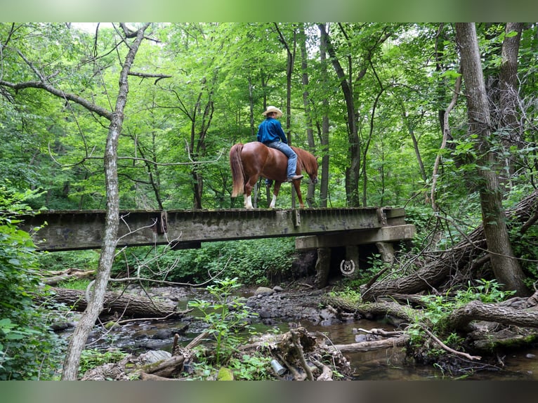 American Quarter Horse Ruin 9 Jaar 137 cm Donkere-vos in Windom MN