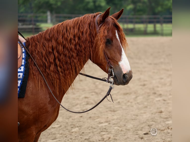 American Quarter Horse Ruin 9 Jaar 137 cm Donkere-vos in Windom MN