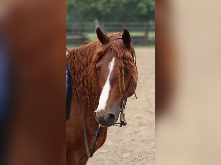 American Quarter Horse Ruin 9 Jaar 137 cm Donkere-vos in Windom MN