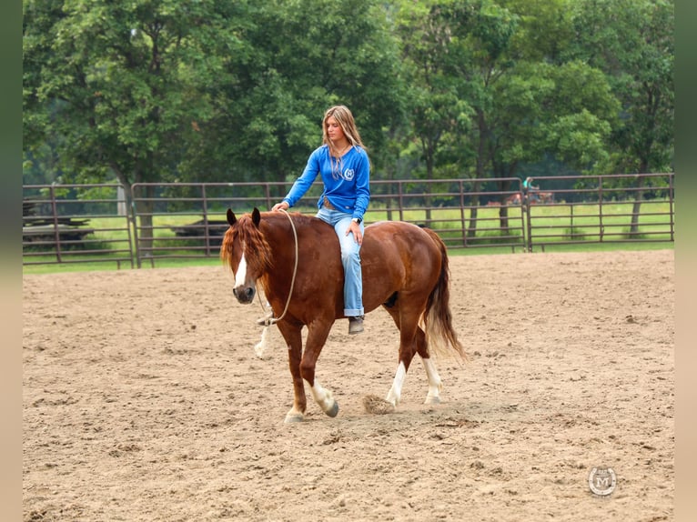 American Quarter Horse Ruin 9 Jaar 137 cm Donkere-vos in Windom MN