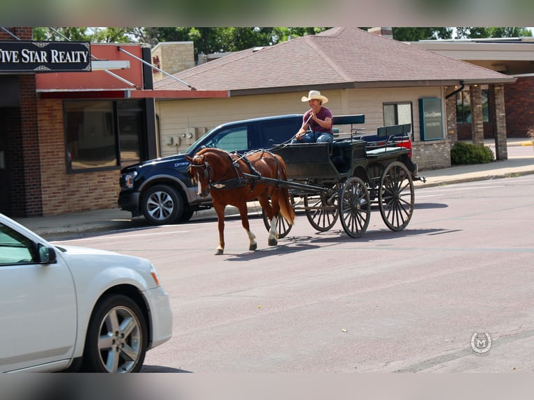 American Quarter Horse Ruin 9 Jaar 137 cm Donkere-vos in Windom MN