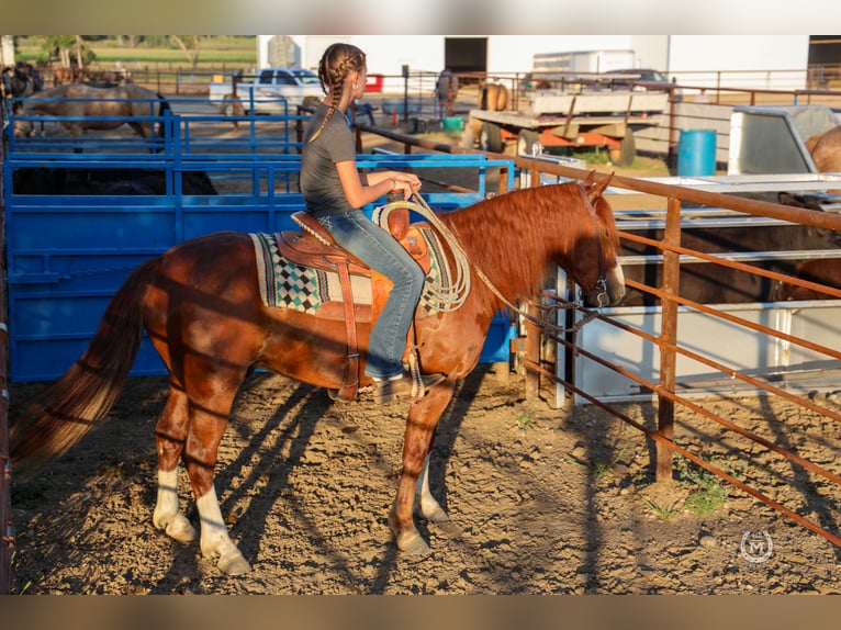 American Quarter Horse Ruin 9 Jaar 137 cm Donkere-vos in Windom MN