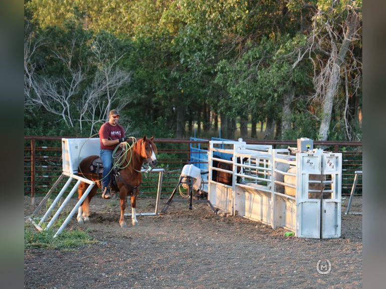 American Quarter Horse Ruin 9 Jaar 137 cm Donkere-vos in Windom MN