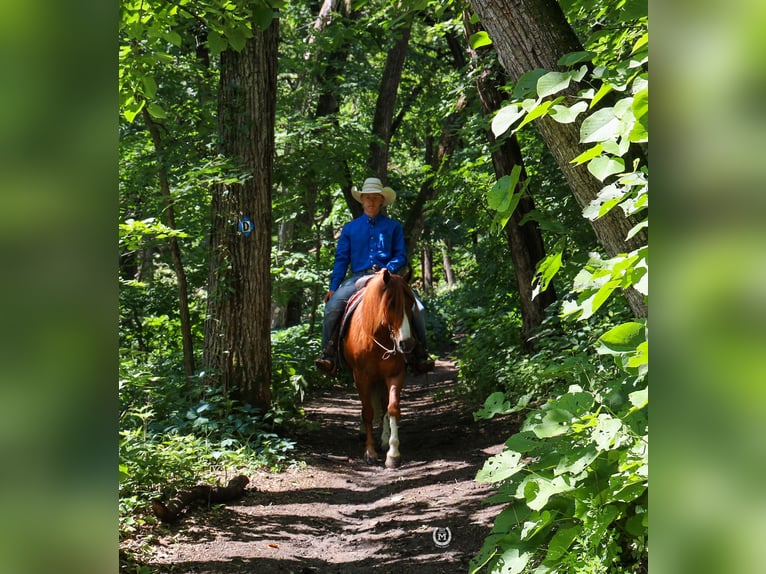 American Quarter Horse Ruin 9 Jaar 137 cm Donkere-vos in Windom MN