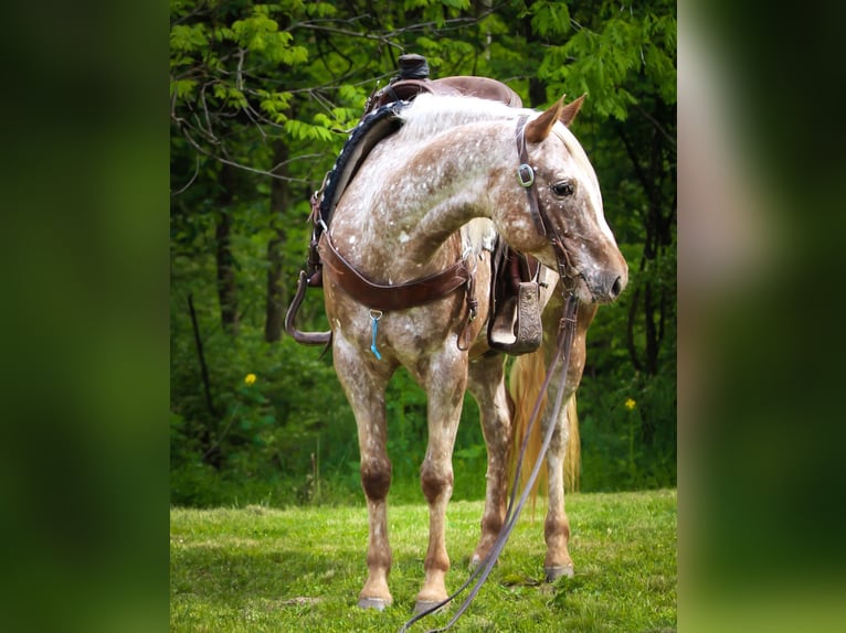 American Quarter Horse Ruin 9 Jaar 137 cm Roan-Red in Dennison IL