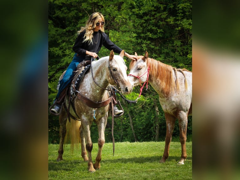 American Quarter Horse Ruin 9 Jaar 137 cm Roan-Red in Dennison IL