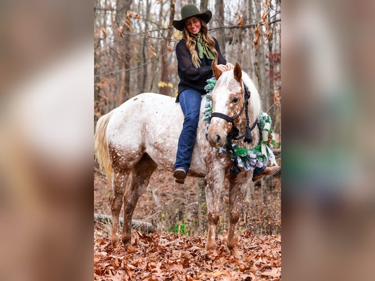 American Quarter Horse Ruin 9 Jaar 137 cm Roan-Red in Dennison IL