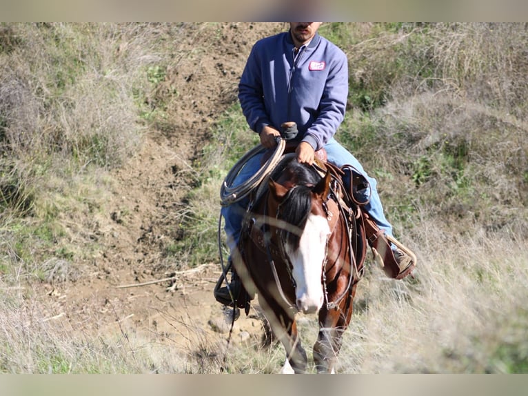 American Quarter Horse Ruin 9 Jaar 137 cm Roodbruin in Paicines CA