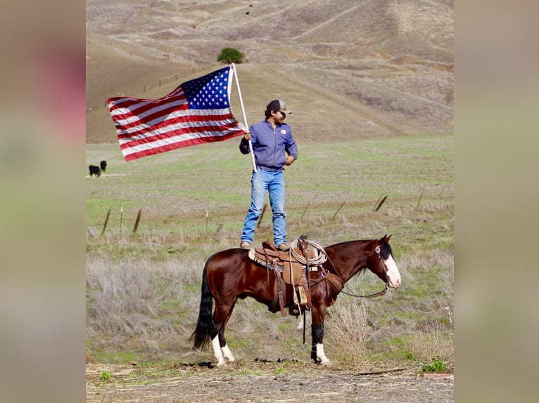 American Quarter Horse Ruin 9 Jaar 137 cm Roodbruin in Paicines CA