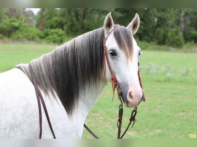 American Quarter Horse Ruin 9 Jaar 137 cm Schimmel in Stephenville, TX