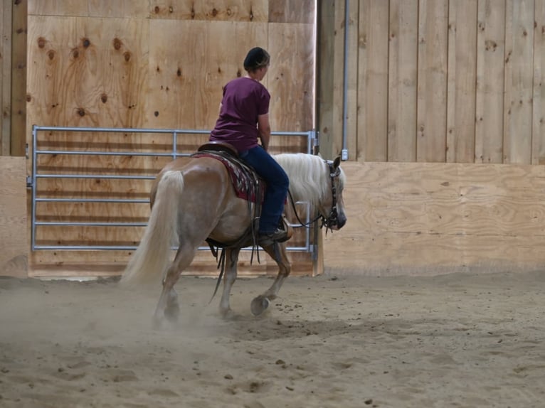 American Quarter Horse Ruin 9 Jaar 140 cm Roodvos in Millersburg OH