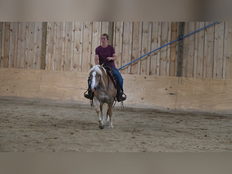 American Quarter Horse Ruin 9 Jaar 140 cm Roodvos in Millersburg OH