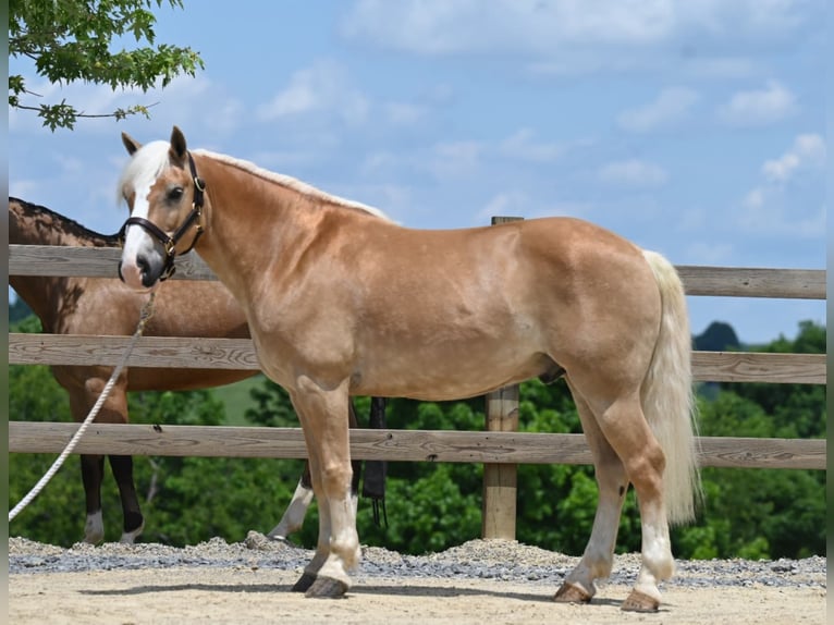 American Quarter Horse Ruin 9 Jaar 140 cm Roodvos in Millersburg OH