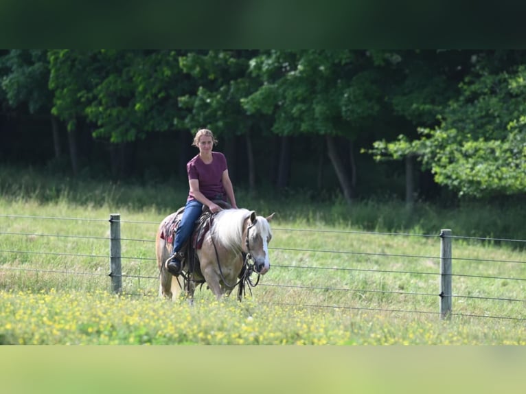 American Quarter Horse Ruin 9 Jaar 140 cm Roodvos in Millersburg OH