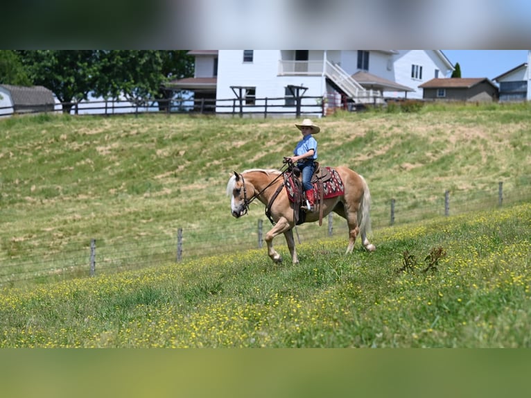 American Quarter Horse Ruin 9 Jaar 140 cm Roodvos in Millersburg OH