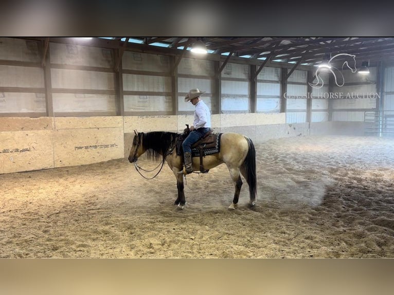 American Quarter Horse Ruin 9 Jaar 142 cm Buckskin in Sebree, KY