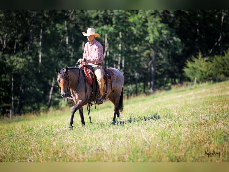 American Quarter Horse Ruin 9 Jaar 142 cm Buckskin in Bellevue