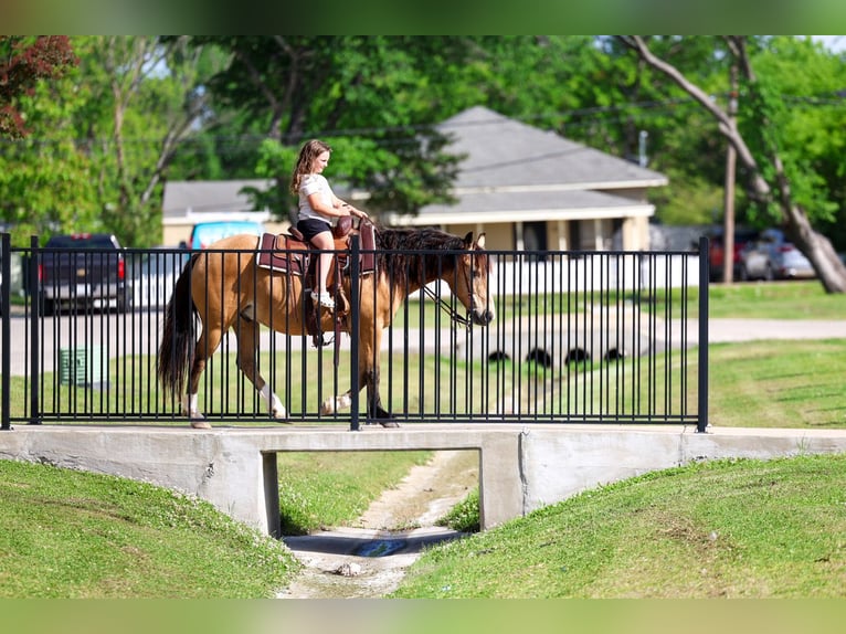 American Quarter Horse Mix Ruin 9 Jaar 142 cm Buckskin in Terrell