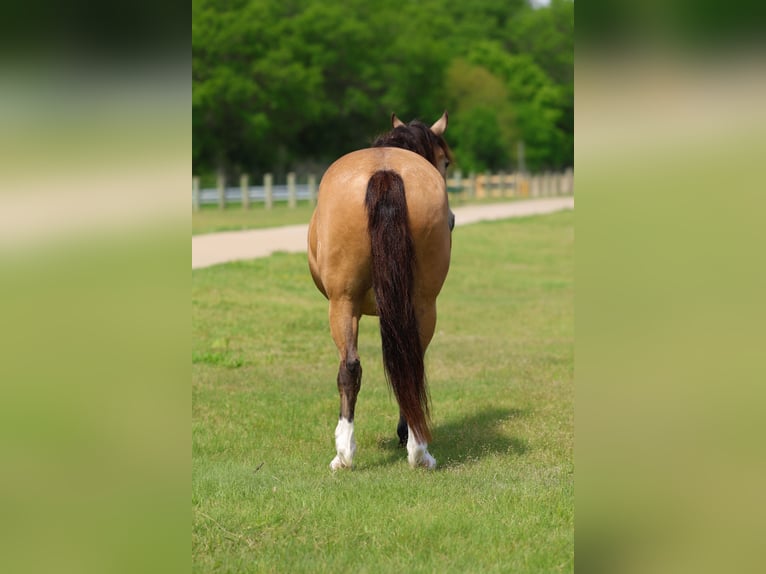 American Quarter Horse Mix Ruin 9 Jaar 142 cm Buckskin in Terrell
