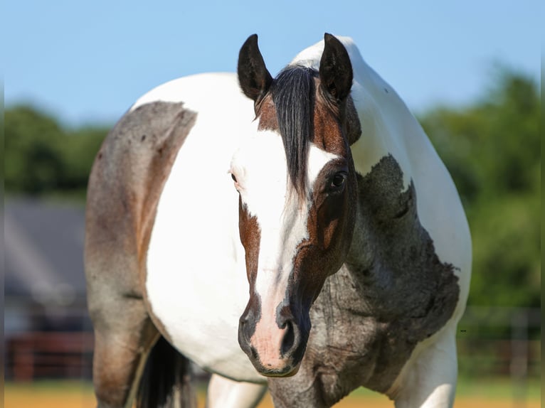 American Quarter Horse Ruin 9 Jaar 142 cm Gevlekt-paard in Joshua